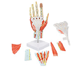 手肌+主要血管神經(jīng)模型（7部件）（帶數字標識）