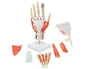 手肌+主要血管神經(jīng)模型（7部件）（帶數字標識）