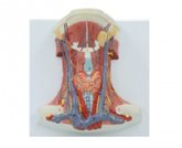 頸前肌局解模型（帶數字標識）