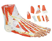 足肌+主要血管神經(jīng)模型（9部件）（帶數字標識）