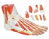 足肌+主要血管神經(jīng)模型（9部件）（帶數字標識）