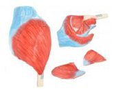 髖肌解剖模型（3部件）