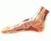 足正中矢狀切面模型