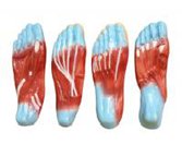 足底肌肉解剖模型（4部件）