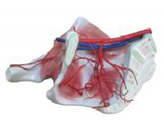 髖肌+髂內動(dòng)脈分布模型