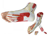 足解剖模型（3部件）（帶數字標識）