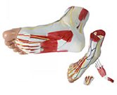 足解剖模型（3部件）（帶數字標識）