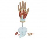 手部肌肉血管神經(jīng)解剖模型（4部件）（帶數字標識）