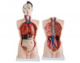 男性頭頸軀干模型（19部件）（85cm）