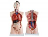 男性頭頸軀干模型（19部件）（85cm）