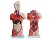 男性頭頸軀干模型（13部件）（42cm）