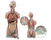 豪華背部開(kāi)放式兩性軀干模型（27部件）（85cm） 