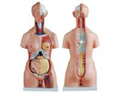 三性軀干模型（21部件）（85cm）