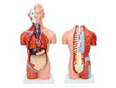 無(wú)性軀干模型（18部件）（42cm）