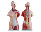 兩性頭頸軀干模型（23部件）（45cm）