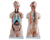 無(wú)性軀干模型（20部件）（85cm）