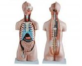 無(wú)性軀干模型（20部件）（85cm）