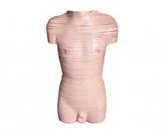 gao級男性軀干橫斷斷層解剖模型（63片）