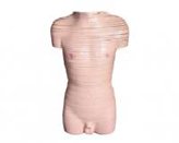 gao級男性軀干橫斷斷層解剖模型（63片）