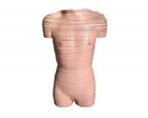 gao級女性軀干橫斷斷層解剖模型（63片）