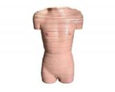 gao級女性軀干橫斷斷層解剖模型（63片）