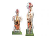 透明半身軀干+內臟模型（100cm）