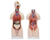 兩性頭頸軀干模型（20部件）（55cm）