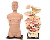 軀干橫斷斷層解剖模（24片）（帶數字標識）
