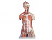 兩性軀干+肌肉模型（26部件）（85cm）