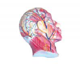 顏面淺層肌肉神經(jīng)血管模型