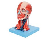 頭頸部肌肉血管+腦模型（10部件）