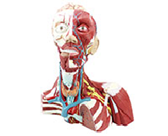 頭頸部肌肉神經(jīng)血管模型（3部件）