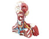 頭頸部肌肉神經(jīng)血管模型（3部件）