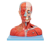 頭頸部血管神經(jīng)+腦模型（19部件）