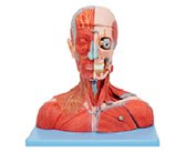 頭頸部血管神經(jīng)+腦模型（19部件）