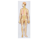 神經(jīng)系統模擬人