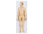 神經(jīng)系統模擬人