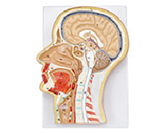 頭部正中矢狀切面模型（帶數字標識）