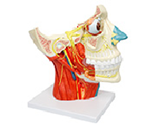 頭頸部腦神經(jīng)分布放大模型