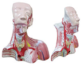 gao級顱腔+頭頸胸局部解剖模型