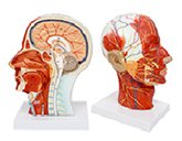 頭部正中矢狀切面+血管神經(jīng)模型（帶數字標識）