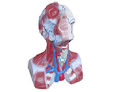 頭頸胸靜脈回流模型