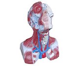 頭頸胸靜脈回流模型