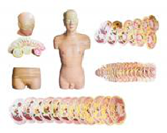 gao級男女性頭頸軀干橫斷斷層解剖模型（92部件）