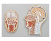 頭中部+前部斷層面模型（2部件）（帶數字標識）