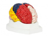 彩色腦+腦動(dòng)脈+大腦皮質(zhì)功能錠位模型（8部件）