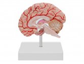 右半腦帶血管+神經(jīng)模型