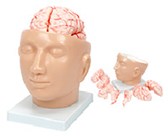 顱腦模型（9部件）