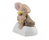 腦干小腦+第四腦室模型