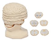 gao級腦水平切模型（5片）